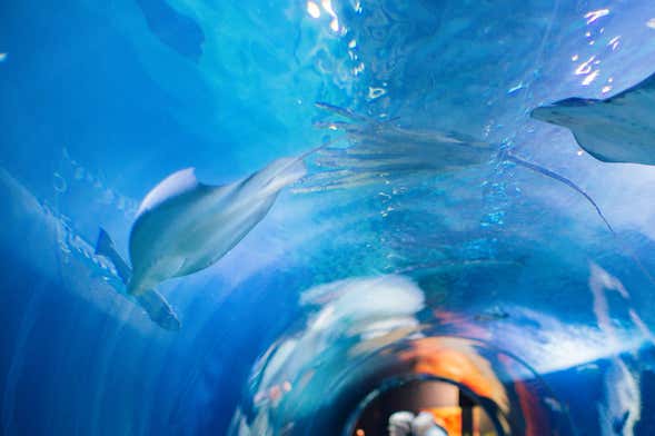 Billet pour l'Aquarium of the Bay