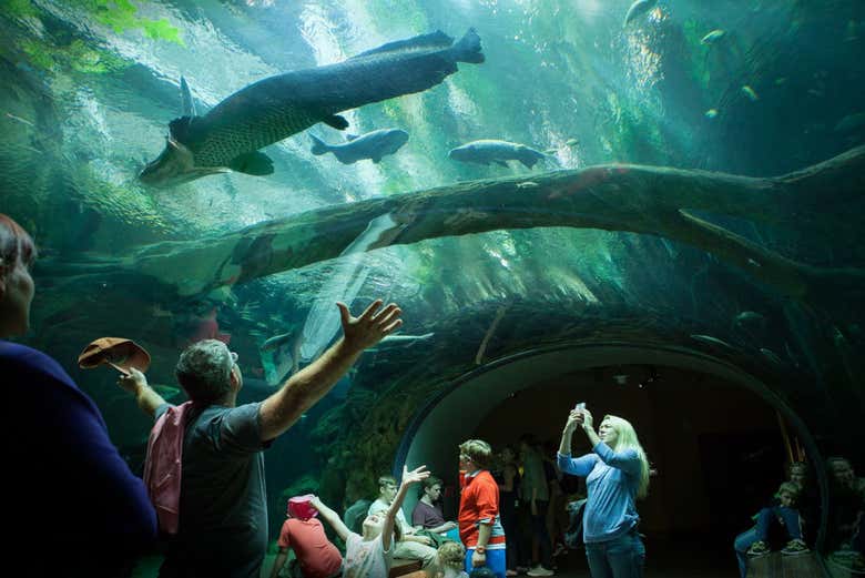 Aquarium de l’Académie des Sciences de Californie