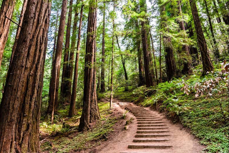 Plongez dans la tranquillité de Muir Woods