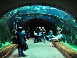 L'aquarium de l'Académie des Sciences