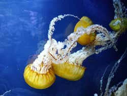 L'aquarium de la Baie, méduses