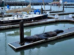 Fisherman's Wharf et ses otaries