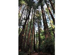 Muir Woods, séquoias géants