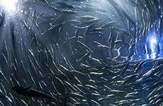 Guide de San Francisco